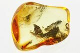 Detailed Fossil Parasitoid Wasp (Diapriidae) In Baltic Amber #367447-1